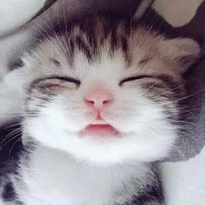 Meet your Posher, Bobo